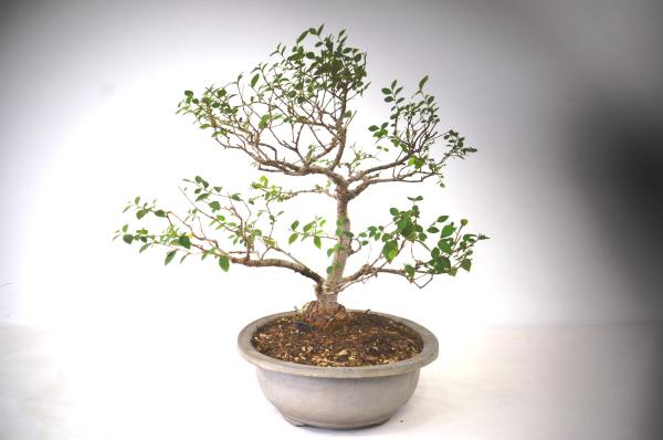 Bonsai Ulmus (Olmo)