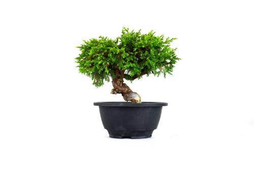 Bonsai Juniperus Itoigawa