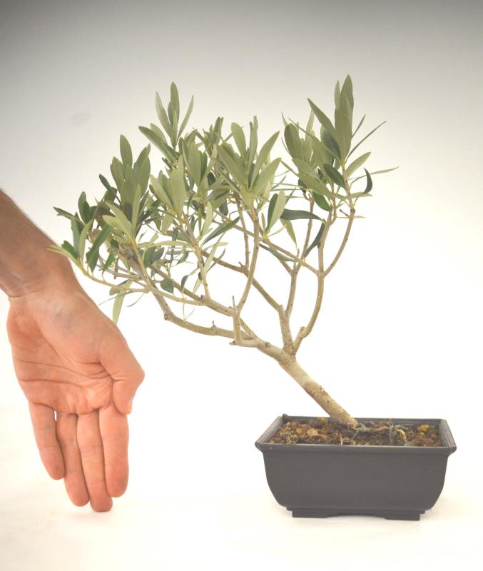 Bonsai Olea europaea Ulivo