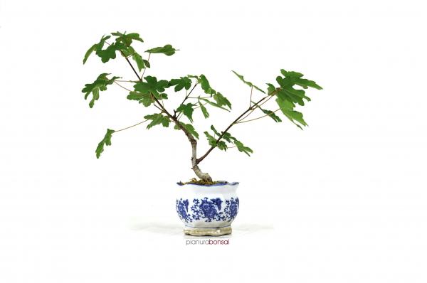 Bonsai Acer campestre