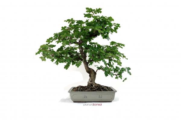 Bonsai Acer campestre