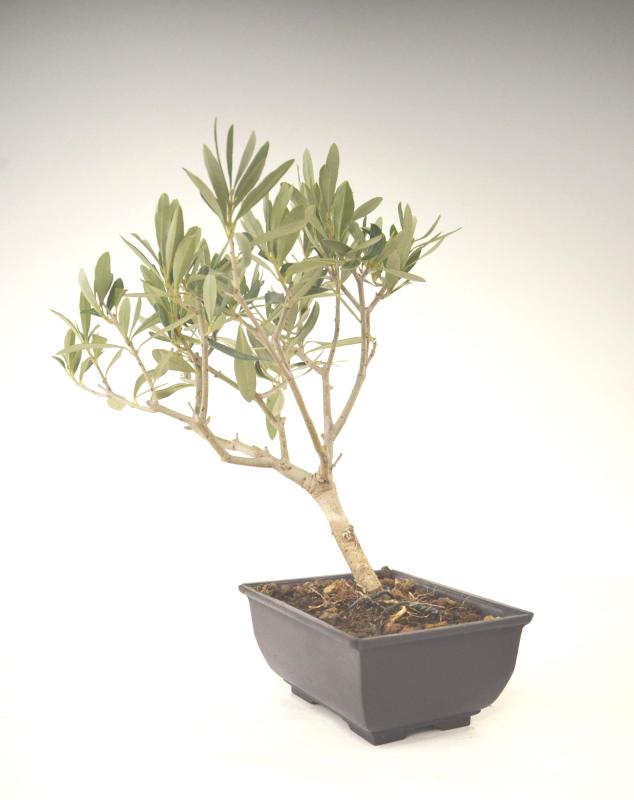 Bonsai Olea europaea Ulivo