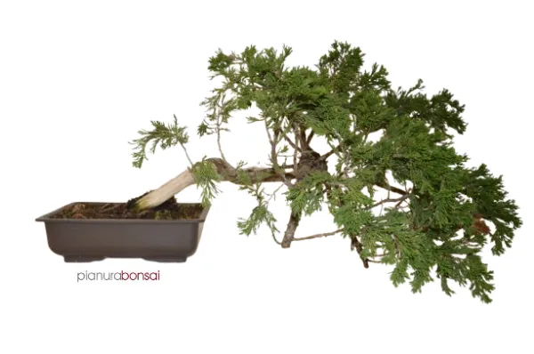 Bonsai Juniperus sabina