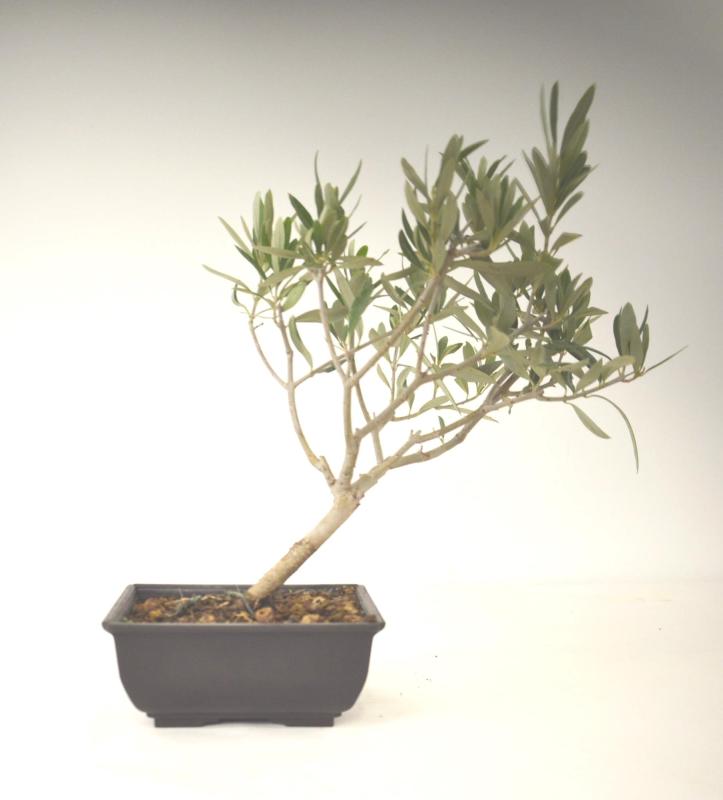 Bonsai Olea europaea Ulivo