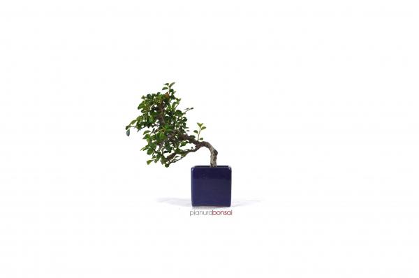 Bonsai Cotoneaster
