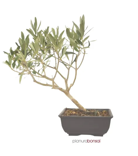 Bonsai Olea europaea Ulivo