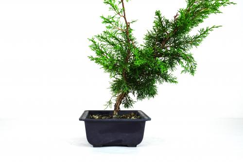Bonsai Juniperus Itoigawa