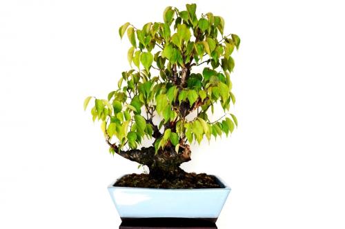 Bonsai Prunus mume