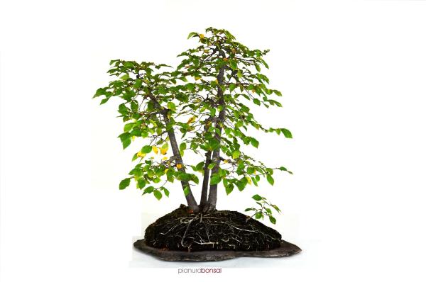 Bonsai Ulmus