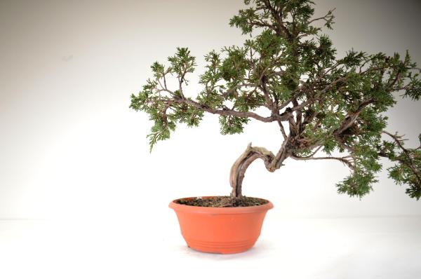Bonsai Juniperus sabina