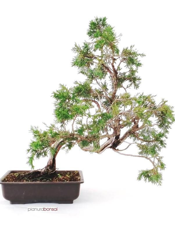 Bonsai Juniperus sabina