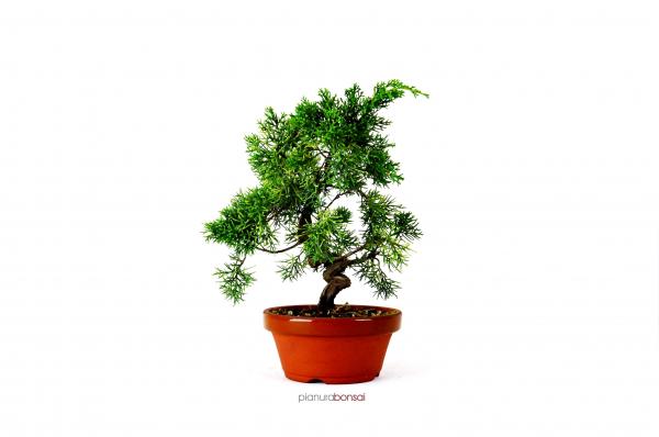 Bonsai Juniperus chinensis