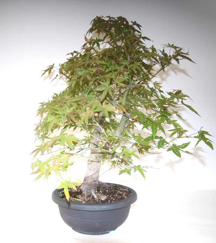 Bonsai Acer palmatum