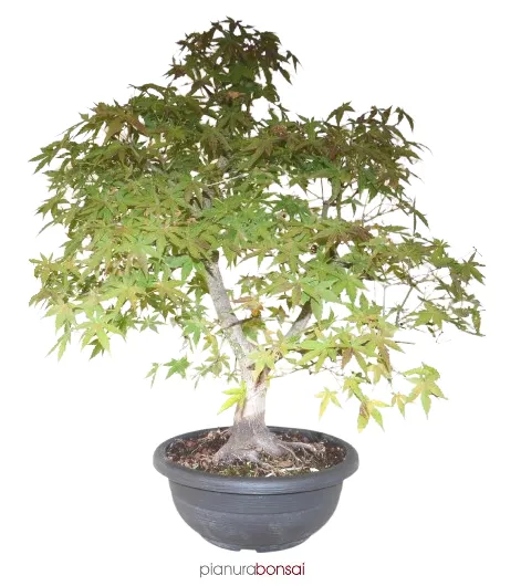 Bonsai Acer palmatum