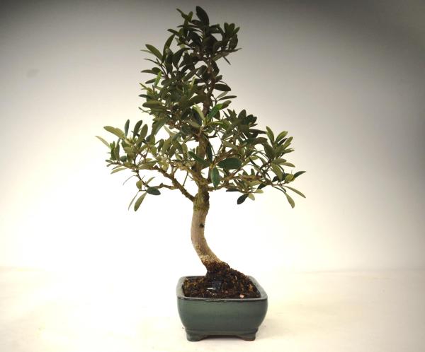 Bonsai Olea europaea Ulivo