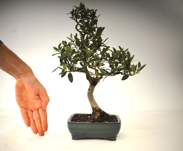 Bonsai Olea europaea Ulivo