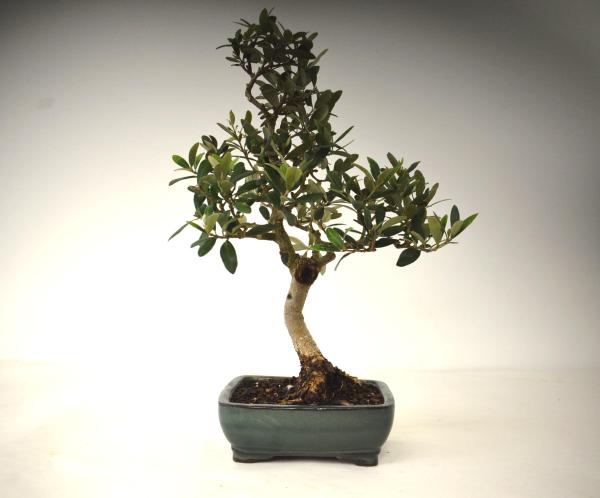 Bonsai Olea europaea Ulivo