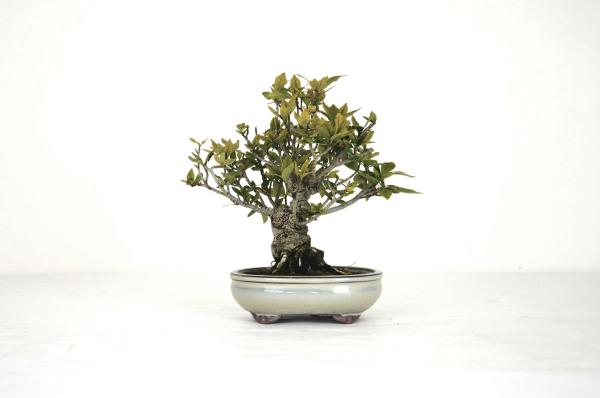 Bonsai Gardenia jasminoides