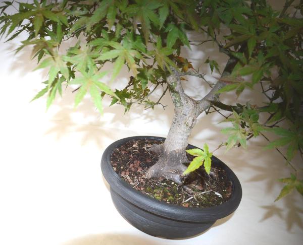 Bonsai Acer palmatum