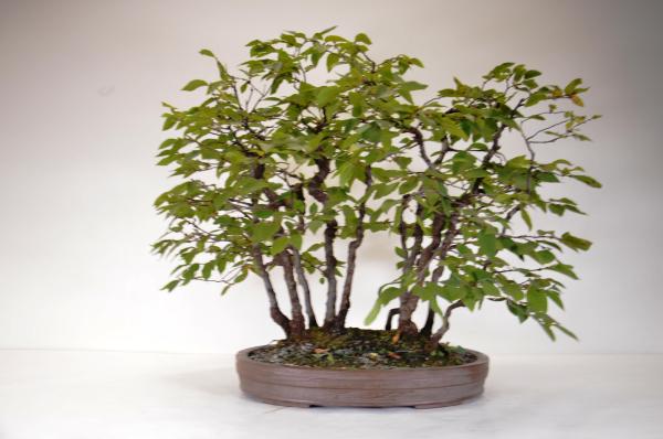Bonsai Carpinus betulus