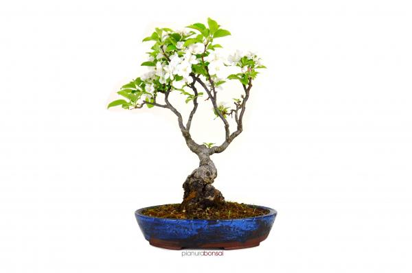 Bonsai Malus halliana melo