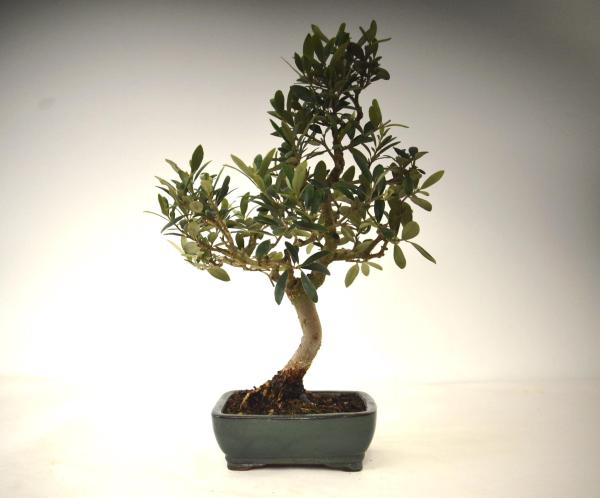 Bonsai Olea europaea Ulivo