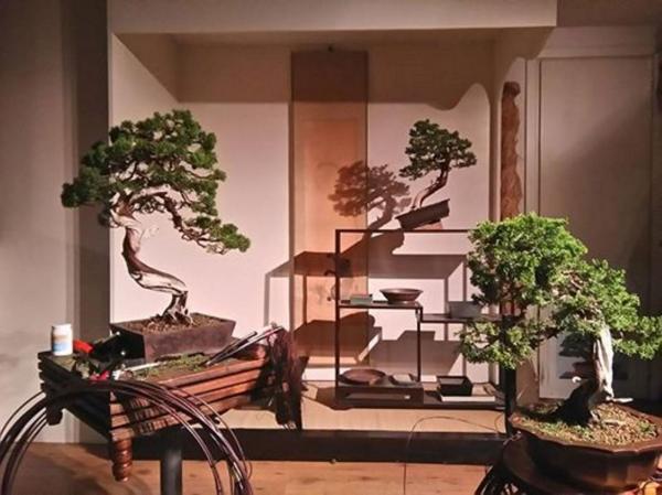 Impostazione bonsai