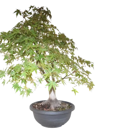 Bonsai Acer palmatum