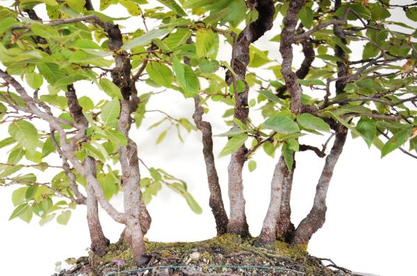 Bonsai Carpinus betulus