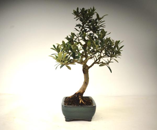 Bonsai Olea europaea Ulivo