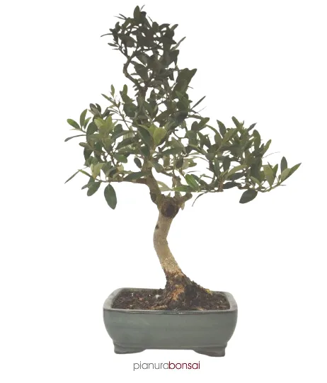 Bonsai Olea europaea Ulivo