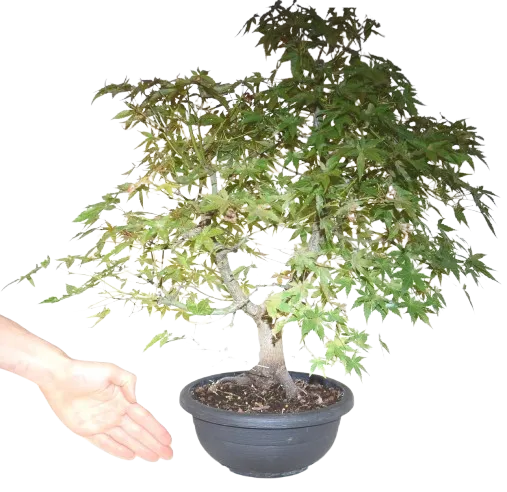 Bonsai Acer palmatum