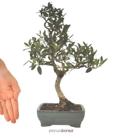 Bonsai Olea europaea Ulivo