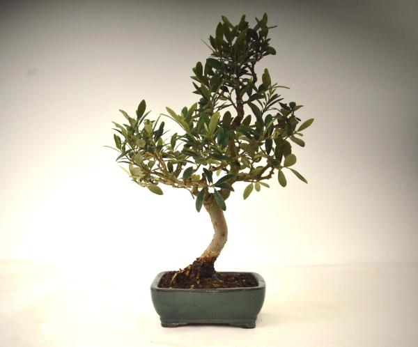 Bonsai Olea europaea Ulivo