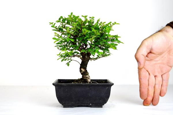 Bonsai Ulmus parviflora segei