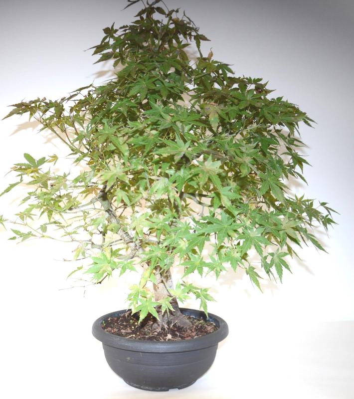 Bonsai Acer palmatum