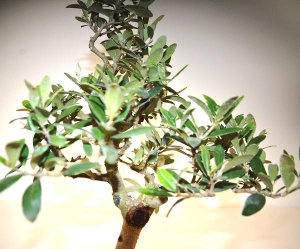 Bonsai Olea europaea Ulivo