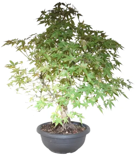 Bonsai Acer palmatum