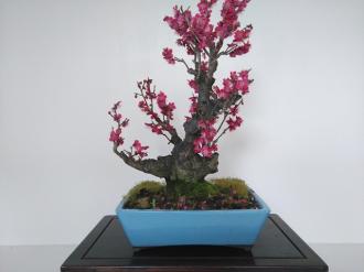 Prunus mume rosa