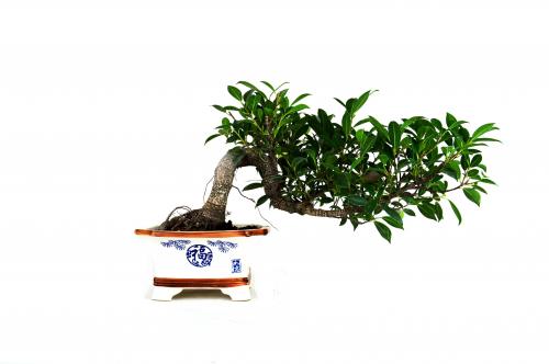 Bonsai Ficus retusa