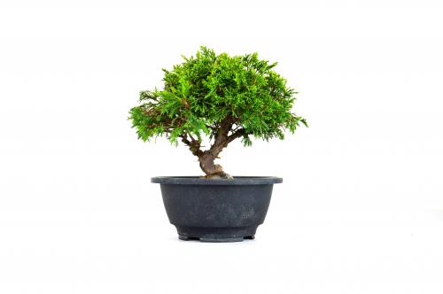 Bonsai Juniperus Itoigawa