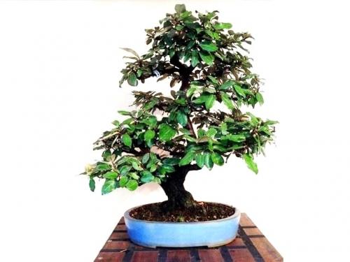 Bonsai Elaeagnus pungens