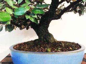 Bonsai Elaeagnus pungens