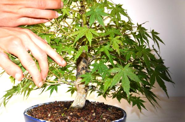 Bonsai Acer palmatum