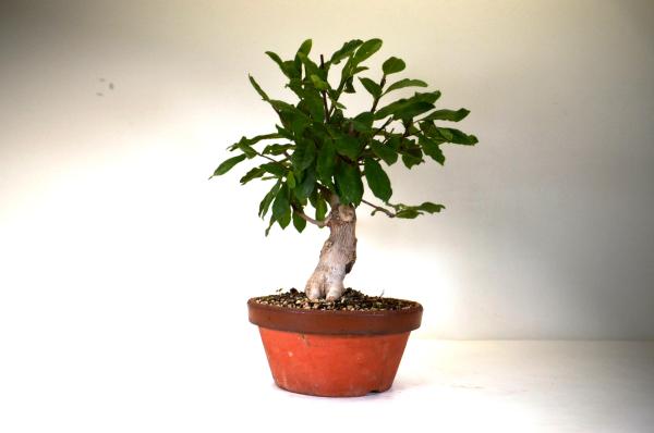 Bonsai Magnolia stellata
