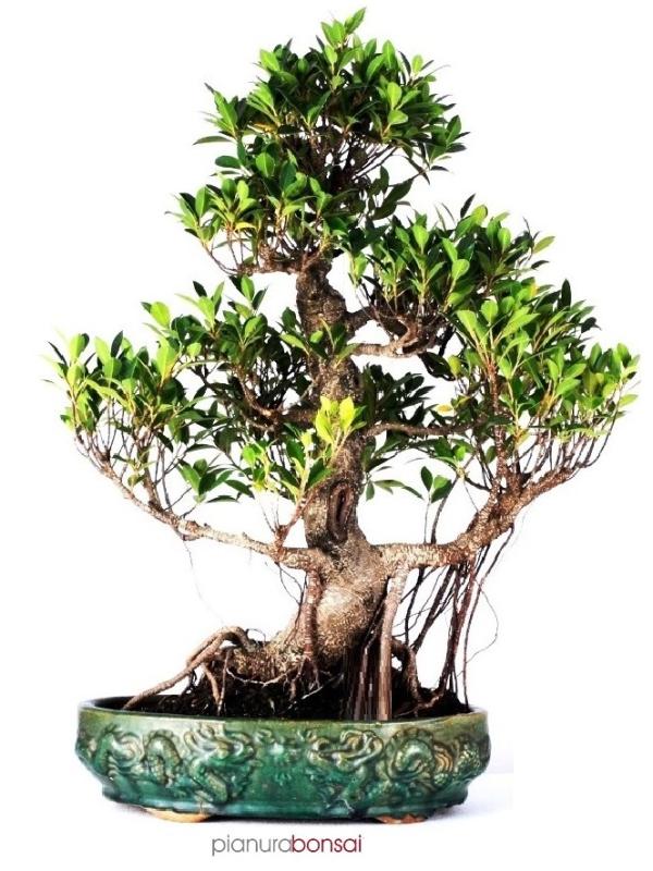 Bonsai Ficus retusa vaso 50cm esse