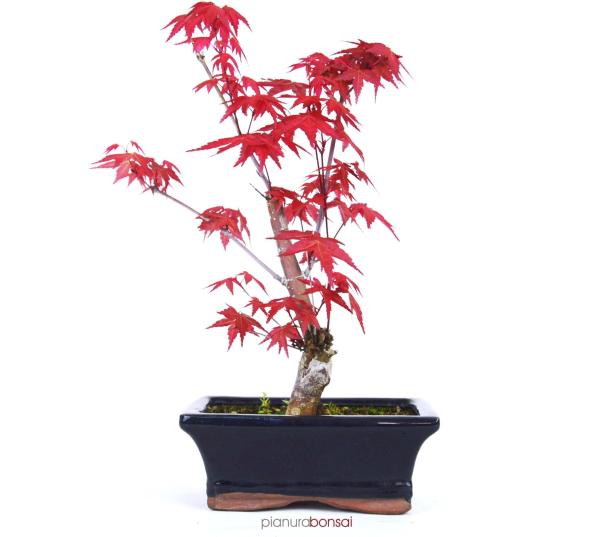Bonsai Acer palmatum rosso