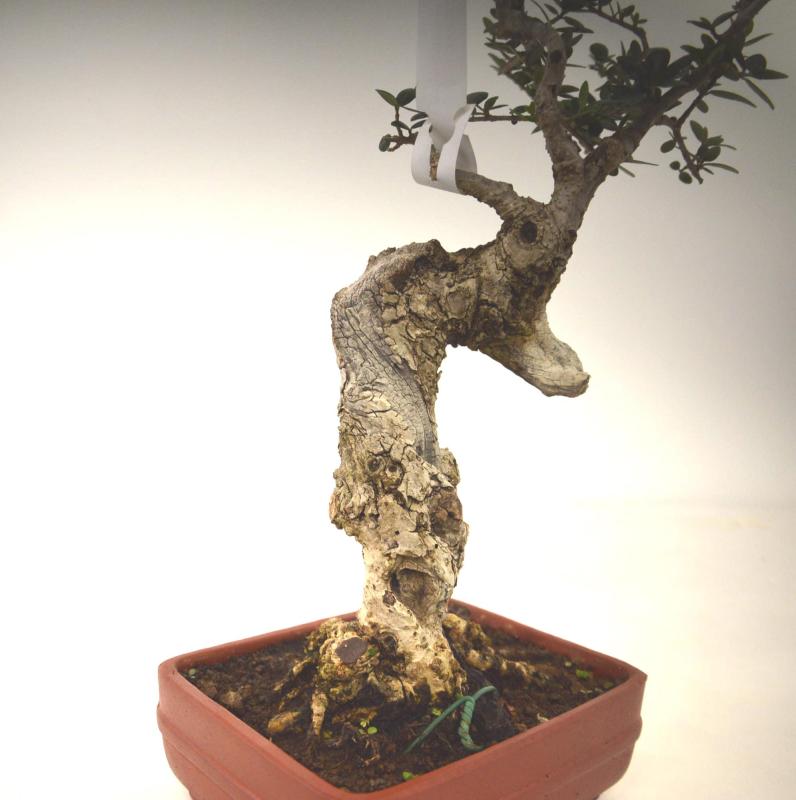 Bonsai Olea europaea sylvestris (Olivastro)