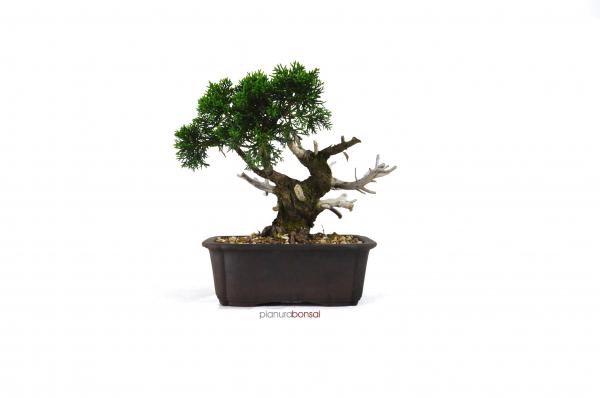 Bonsai Juniperus Kishu