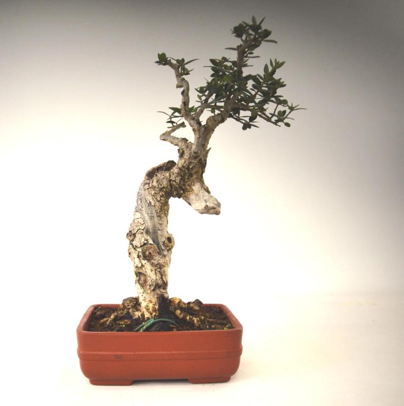 Bonsai Olea europaea sylvestris (Olivastro)